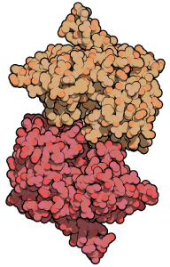 海洋红栖热菌的海带多糖酶/地衣多糖酶 Laminarinase/Lichenase from Rhodothermus marinus Laminarinase/Lichenase from Rhodothermus marinus 货号：P-BGLU110 品牌：Prokazyme