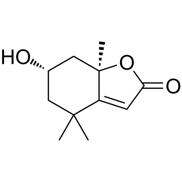 Loliolid