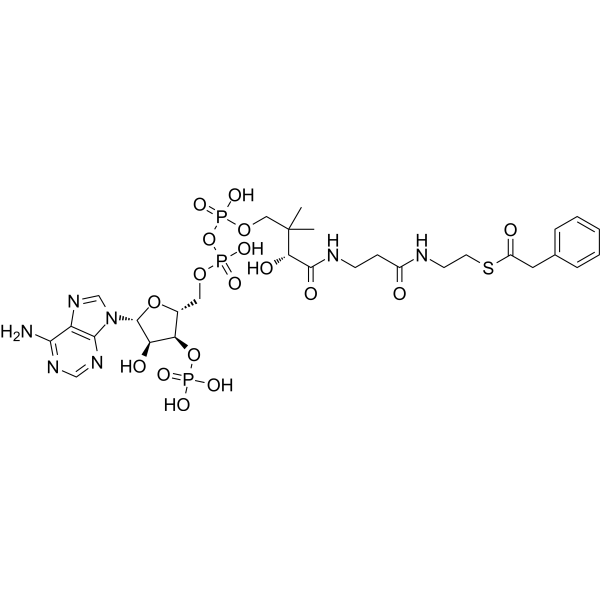 Phenylacetyl CoA                                          (Synonyms: Phenylacetyl Coenzyme A)