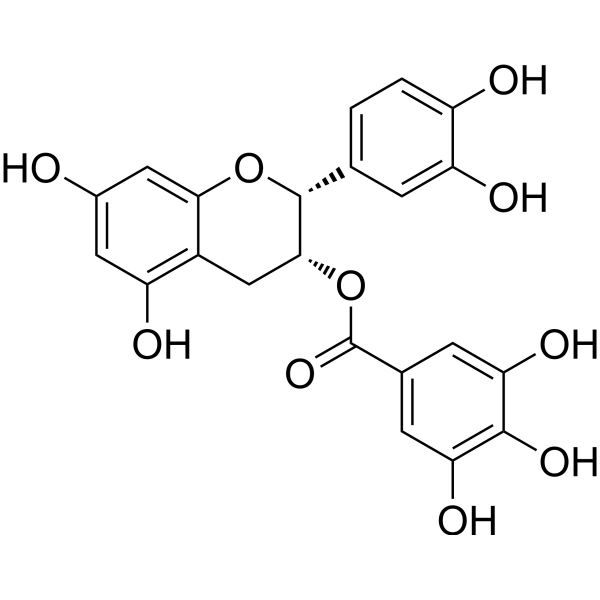 (-)-Epicatechin gallate (Standard)                                          (Synonyms: Epicatechin gallate(Standard);  ECG(Standard);  (-)-Epicatechin 3-O-gallate (Standard))