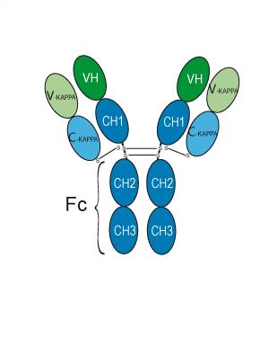 Tecaginlimab                                          (Synonyms: BNT-312;  DuoBody-CD40x-4-1BB;  GEN1042)