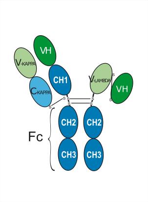 Tidutamab                                          (Synonyms: 泰妥单抗; XmAb-18087)