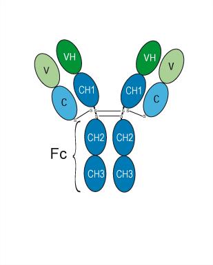 Mapatumumab                                          (Synonyms: 马帕木单抗; HGS-ETR1;  Anti-Human TNFRSF10A Recombinant Antibody)